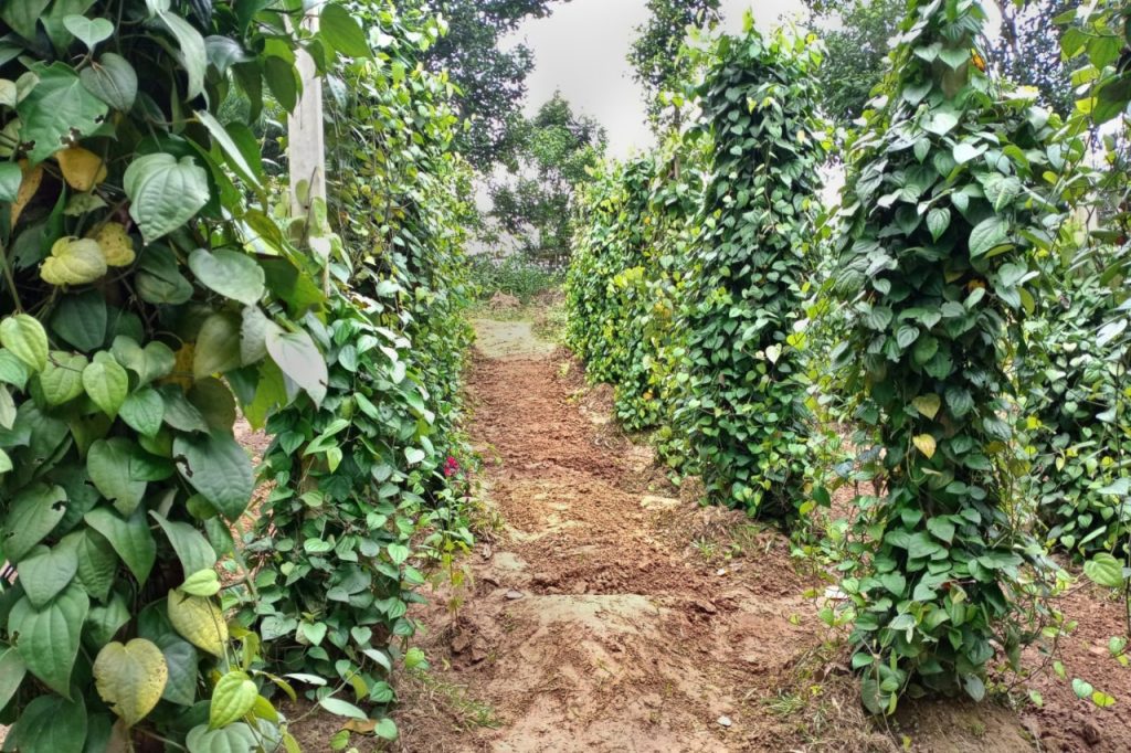 Spice Plantation